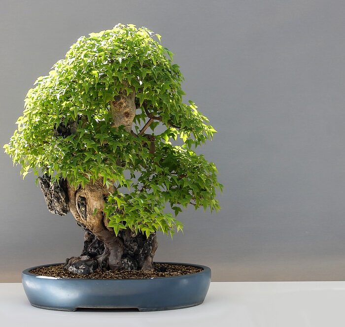 bonsai-2211102_960_720