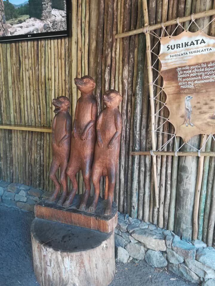Surikaty