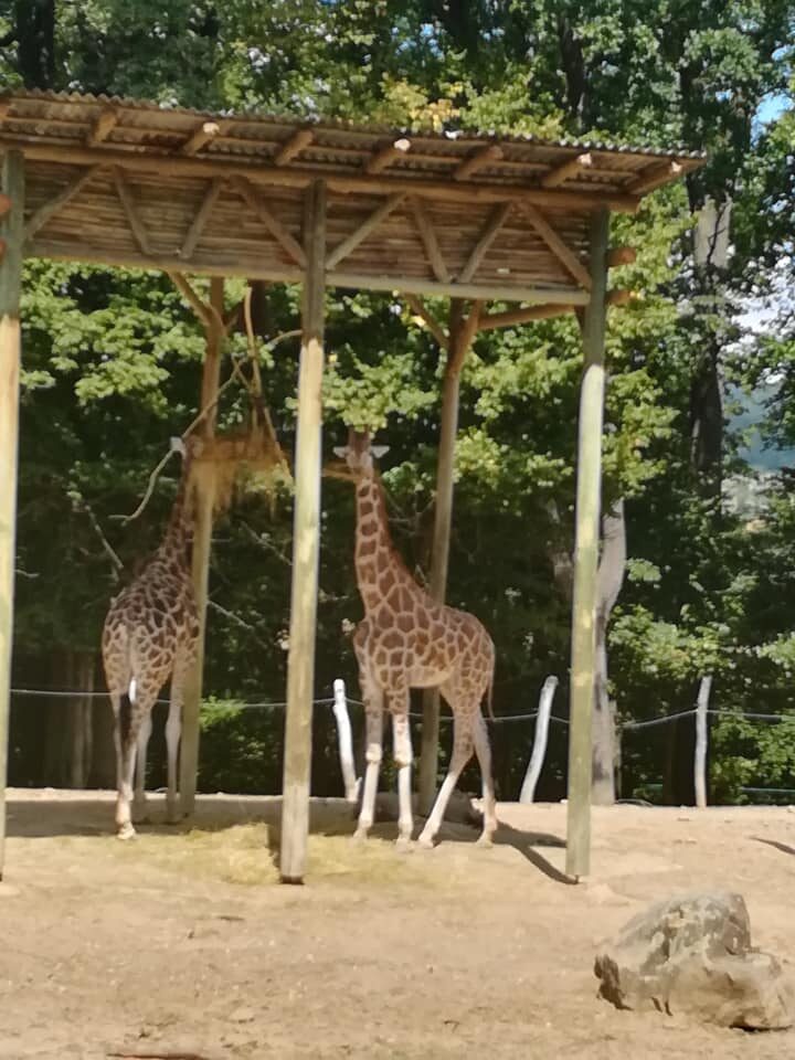 Žirafy